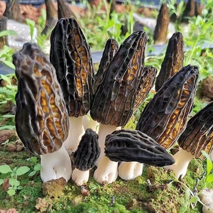 Chine Exportation de champignons sauvages congelés DETAN champignons <span class=keywords><strong>morilles</strong></span> sauvages congelés <span class=keywords><strong>Prix</strong></span> de gros - Product Image 2