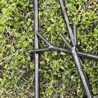 Dibble pour la plantation de patates douces