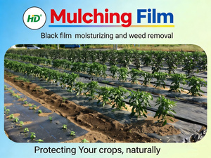 <span class=keywords><strong>Film</strong></span> de paillage agricole noir en plastique, 20 microns - 80 microns, résistant aux UV, en PE, pour l'agriculture maraîchère, service de découpe, marque HD - Vente chaude - Product Image 1