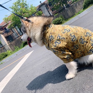 Kimono pour animaux de compagnie japonais avec cette chemise élégante unique Bulldogs, Malamutes d'Alaska, Golden Retrievers - Product Image 4