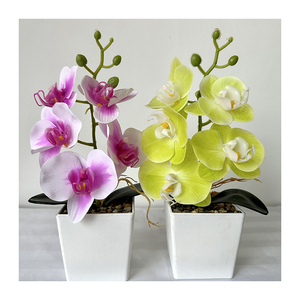 Mini <span class=keywords><strong>Bonsai</strong></span> 5 Kuntum Anggrek Sentuhan Asli <span class=keywords><strong>Bonsai</strong></span> Anggrek <span class=keywords><strong>Phalaenopsis</strong></span> Set Tanaman Anggrek Sentuhan Asli - Product Image 5