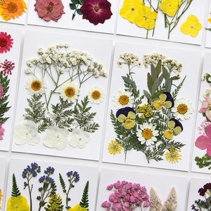 Kit de fleurs séchées, plantes pressées naturelles pour la fabrication de bijoux, le nail art, la création de cartes, les marque-pages, matériel artisanal - Product Image 5