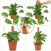 Poteaux en fibre de coco écologiques, rétenteurs d'humidité, pour le soutien des plantes de jardin et domestiques, des pots de fleurs et des jardinières, et comme poteaux en mousse.