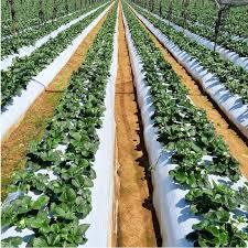 Film de paillage agricole en gros pour légumes |   Couverture de sol en plastique PE résistant aux UV pour usage agricole - Product Image 5