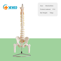Modelo de Columna Vertebral con Músculos Pintados para Enseñanza y Aprendizaje, Personalizado de Fábrica