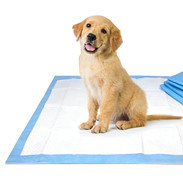 Coussinets absorbants jetables légers pour animaux de compagnie, taille M-XL, en coton, anti-fuites, pour l'apprentissage de la propreté des chiots, ODM OEM - Product Image 5