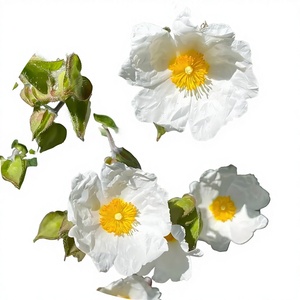 Extracto de <span class=keywords><strong>Cistus</strong></span> Creticus 10:1, Polvo de <span class=keywords><strong>Cistus</strong></span> Creticus, Extracto de Yanqiangwei, Alto Contenido, Puro, Natural, Grado Alimenticio - Product Image 2