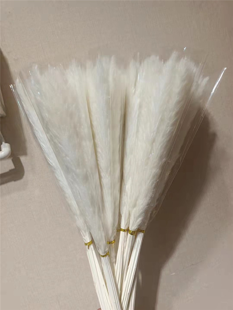 #60 pezzi di erba della pampa bianca