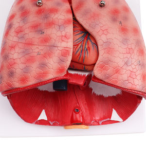 3D มนุษย์กายวิภาครุ่นหัวใจกล่องเสียงและปอดรุ่นระบบทางเดิน<span class=keywords><strong>หายใจ</strong></span>7ชิ้น - Product Image 5