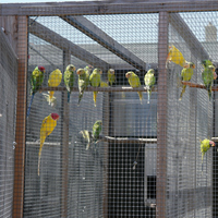Grillage métallique galvanisé soudé à mailles carrées pour enclos de volailles, lapins et poulets – Fournisseur de clôtures agricoles