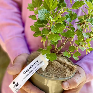 Características únicas Gooseberry Bush'A Growing Gift Of Hope' para los amantes de las plantas, cultivan cultivos de parachoques de sabrosas frutas peludas Gooseberry Bush - Product Image 4