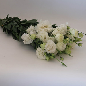 Lisianthus <span class=keywords><strong>Eustoma</strong></span> <span class=keywords><strong>Grandiflorum</strong></span> Recién Cortado al por Mayor para Ramos de Boda, 40-80 cm, <span class=keywords><strong>Eustoma</strong></span> al por Mayor, Flor de Lisianthus Cortada - Product Image 5