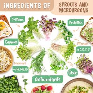 Yüksek kaliteli organik 10 Microgreens bahçe çantası paket bitki yetiştirme kiti brokoli içerir maş fasulyesi İsviçre Chard buğday büyümek - Product Image 5