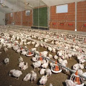 Pluma de pollo automática completa de alta calidad, equipo de granja, casa avícola para pollo 5000