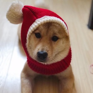 Gorro de Año Nuevo para mascotas, gorro de lana rojo para Shiba Inu, Bulldog Francés, Teddy, Bichón Frisé, Golden Retriever, perro grande, Navidad - Product Image 3