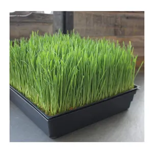 50 Cell Plastic Seed, Seedling Trays Germination Nursery Plug Tray plastic seed tray for garden greenhouse Vegetables Nursery/