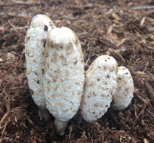 Hongo <span class=keywords><strong>Coprinus</strong></span> Comatus Natural al por Mayor, Buen Precio, Extracto de <span class=keywords><strong>Coprinus</strong></span> Comatus - Product Image 6