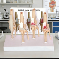 Modèle de progression de l'arthrose canine du genou, Affichage pédagogique d'anatomie vétérinaire en 4 étapes
