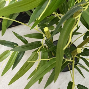 人造塑料竹子植物（黑盆）-豪华户外家庭办公室厨房柜台装饰，耐紫外线，环保，适合婚礼 - Product Image 5