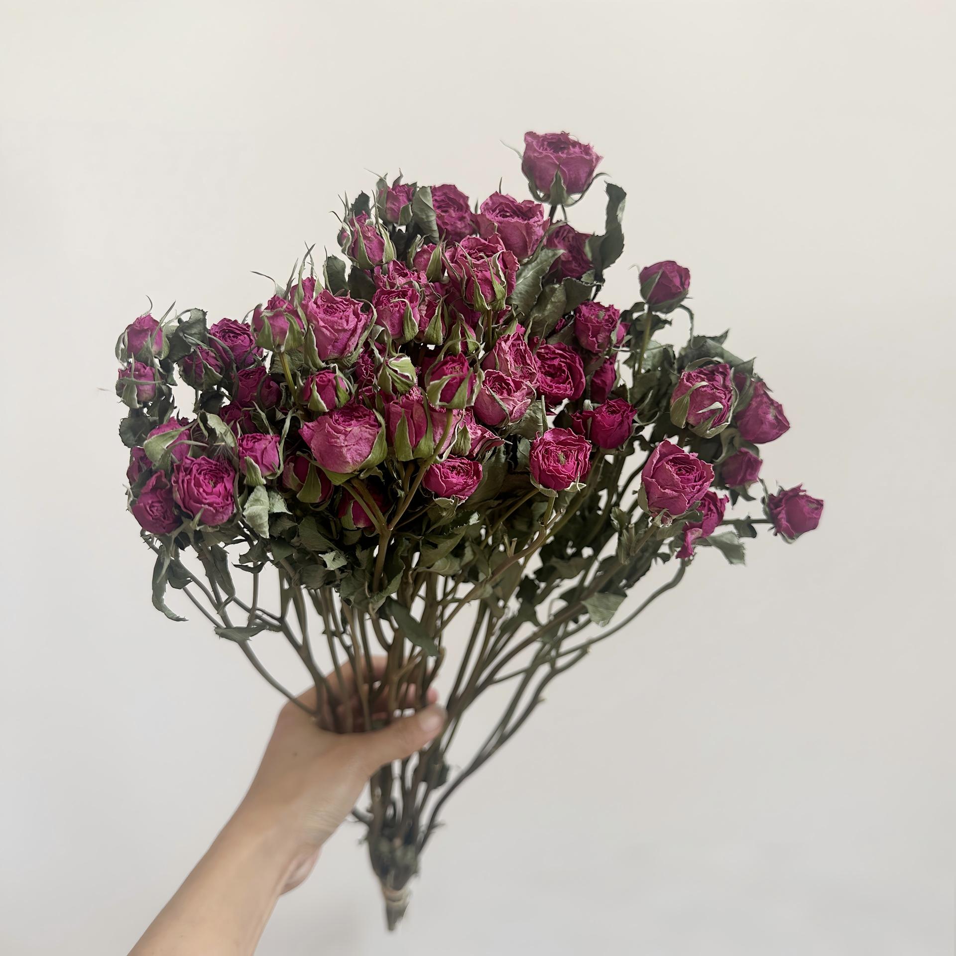 Rose 01