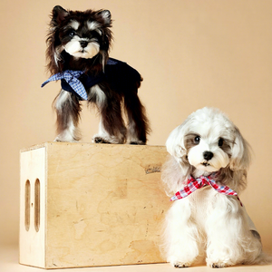 Vêtements pour chien Printemps-Été, Gilet sans manches à col marine pour Teddy, <span class=keywords><strong>Schnauzer</strong></span>, Bichon Frisé, Yorkshire, <span class=keywords><strong>Teckel</strong></span> - Product Image 1