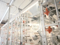 Tube lumineux LED T5 T8 intégré pour volailles, indice d'étanchéité IP67, idéal pour les bâtiments d'élevage de poulets de chair et de reproducteurs