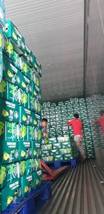 Lima verde sin semillas Lima fresca sin semillas limón verde de Vietnam 2025 - Product Image 5