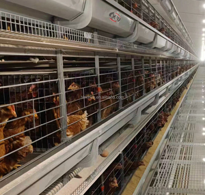 Système <span class=keywords><strong>de</strong></span> cages automatiques en H pour poules pondeuses, en acier galvanisé, élevage haute densité, optimisation <span class=keywords><strong>de</strong></span> l'espace, garantie 1 an - Product Image 2