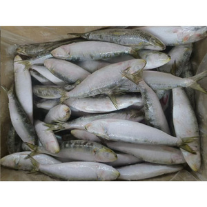 Sardines congelées en gros, sardines en vrac, sardines entières bon marché, exportateur - Product Image 6