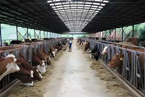 Quick-Install Prefabricated Steel Structure Modern Farmhouse Cattle Farm House - Product Image 5