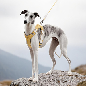 Harnais pour chien en maille douce Design <span class=keywords><strong>de</strong></span> mode mignon personnalisé grandes et tailles XS Harnais pour <span class=keywords><strong>animaux</strong></span> <span class=keywords><strong>de</strong></span> <span class=keywords><strong>compagnie</strong></span> en nylon confortable et résistant pour la marche - Product Image 3