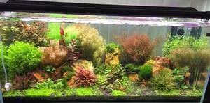 Bron Fabriek Topkwaliteit Bio Substraat Voor Aquaria Garnalen - Product Image 4