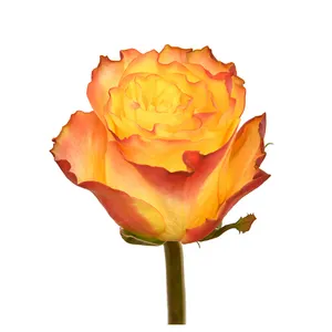 Premium kenyanische frisch geschnittene Blumen Neuigkeiten Blitz gelb orange exotische Rose großer Kopf 70 cm Stiel Großhandel Einzelhandel frisch geschnittene Rosen