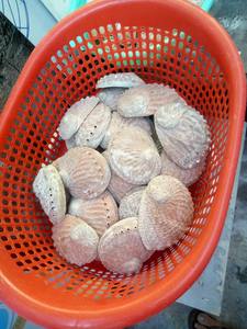 Concha de abulón de Vietnam de alta calidad, grado 100%, calidad para decoración, precio barato, venta al por mayor, stock listo, muestra disponible, recuerdo - Product Image 3