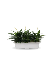 Premium Multifunction <b>Plastic</b> <b>Tray</b> for Living Room Home Decoration Elegant Storage Display <b>Tray</b> 2026 - Product Image 2