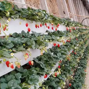 Agriculture High-tech Plastic Film Hydroponics Strawberry Greenhouse