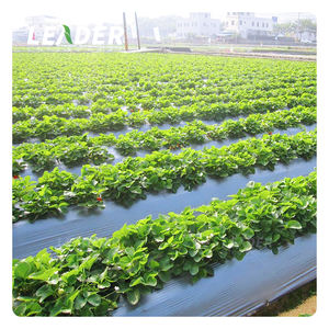 Malla <span class=keywords><strong>de</strong></span> Plástico para Invernadero Agrícola <span class=keywords><strong>de</strong></span> Frutales, <span class=keywords><strong>Fresas</strong></span> y Lechugas, 15 Micras, Láminas <span class=keywords><strong>de</strong></span> Plástico Negro para Acolchado <span class=keywords><strong>de</strong></span> Plantas <span class=keywords><strong>de</strong></span> Manzana - Product Image 3