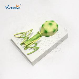 의과 대학 교육 및 보건 교육 PVC 재료를위한 <span class=keywords><strong>HIV</strong></span> 해부학 모델 - Product Image 1