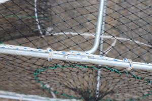 Nasse galvanisée carrée de petite taille pour poulpes, seiches, crabes, homards et poissons - Product Image 3