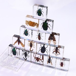 Rectángulo espécimen escorpión Real insecto incrustado acrílico cuadrado resina pisapapeles enseñanza preescolar - Product Image 2