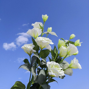 Fleurs artificielles de lisianthus Haoche 30cm-100cm en soie blanche pour décoration de mariage et ornement de maison - Product Image 4
