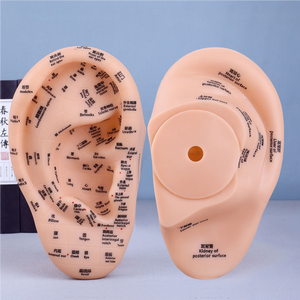 15 adet çince İngilizce iki dilli uygulama kulak akupunktur noktası modeli çin tıbbı akupunktur ve yakı kulak modeli acemi kullanımı - Product Image 4