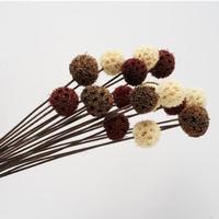 Ornements de décoration de la maison fleurs naturelles séchées fruits d'érable passepartout fleurs sèches éternelles