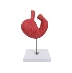 Modèle anatomique de l'estomac canin ADA-B026A – Section médiane, courbures supérieure et inférieure, structure interne – Modèle médical scientifique - Product Image 1