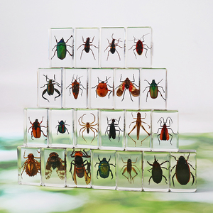 Côn trùng trong nhựa <span class=keywords><strong>Bug</strong></span> bảo quản mẫu bộ sưu tập paperweights nhựa côn trùng khác nhau côn trùng mẫu cho văn phòng người đàn ông Phụ nữ - Product Image 1