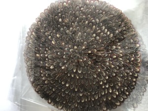 Hot bán nhà sản xuất bán buôn tự nhiên gà lôi lông thủ công Mỹ nghệ pad placemats Đối với trang chủ bảng Món Quà Giáng sinh trang trí - Product Image 3