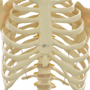 Tıp bilimleri 170cm temel insan iskelet modeli sinirler ve bağlar - Product Image 4
