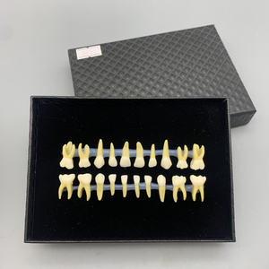 Dimostrazione della pratica dello studente della fossa e della fessura con un modello di sostituzione dei denti per bambini <span class=keywords><strong>a</strong></span> due colori - Product Image 2