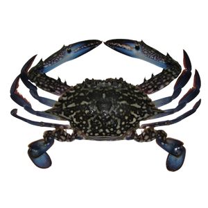 Wild Caught Blue Swimming <b>Crab</b> Whole Cooked Frozen Shellfish Cluster Leg Meat IQF Premium <b>Crab</b> Seafood Wholesale Export - Product Image 4