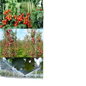 Varillas de FRP duraderas de alta resistencia para vivero, poste de soporte de fibra de vidrio - Product Image 3